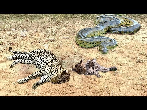 Mother Leopard Attack Giant Python To Protect Cub - Leopard vs Snake Python | Wild Animals Fights
