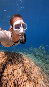 Can you do a breath-hold? Lets try and practice together! 🤿 Distract your mind and immerse yourself in the beautiful corals, it will surprise you what you can do! 🪸 Ready to take these skills further? Check out Performance Freediving International 🎥: Alicia Underwater #sdidivers #pfifreedivers #coral #breathhold #girlsthatfreedive #freediving #freediver #practice | SDI - Scuba Diving International