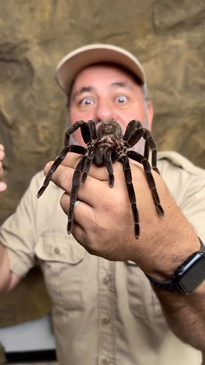 Jay Brewer | Going to hold it or run lol 🕷️I have no idea how this could be a called a lesser Colombian black tarantula lol should be GIANT ( Xenesthis... | Instagram