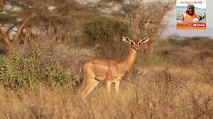 Who are we? We are tall because we have long necks..we are found in sub Saharan Africa. Mostly in dry areas in east Africa. | Discover Africa Wildlife