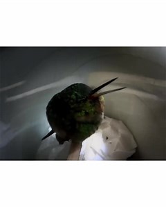 3.1K views · 115 reactions | La naturaleza y su perfección梁 Un colibrí durmiendo profundo, y su ronquido | Pitalito Noticias | Facebook