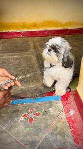 Mera duggu 🥰 | Anikriti Chowhan