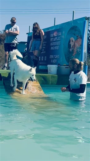 8.2K views · 463 reactions | Nothing to see here just Hunter the husky, Klaus the Rottweiler and cockapoo Buddy enjoying a pool party together  | Canine Dip and Dive Maldon | Facebook