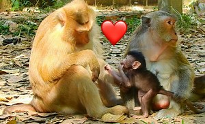 1.7K views · 68 reactions | Good motivation pigtail Rose talk gently sweet teach baby Breezy be good obedient to mom Blacky | Adorable Monkey | Facebook