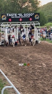 Final de mini ponis 🔥 Que gran tercia 🐴🔥🍀 La PRINCESA es campeona del Maturity de mini ponis 🔥👏🏻🍀🐴c.El Buly 👏🏻🍀🐴🔥 #caballos #viralvideoシ #caballos #reelsviralシ #carreras #ponis #Viralシ #caballosdecarreras | Maria Magdalena Felician Velazquez