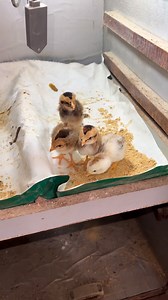 187K views · 3.1K reactions | Chozo ko murgi k sath chor dia  #Aseel #chicks #hatching #incubator | Hum In Birds | Facebook