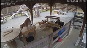 14K views · 441 reactions | If live cams really float your goat,...
