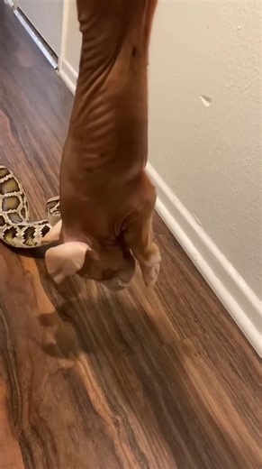 33K views · 63 reactions | Python eat dogs Dead #leopard #python #fighter #beard #cobra #animalsofinstagram #reels2023 #tiger #wildlife #deer #animalrescue #animal #crocodile #snake #Buffalo #catlife #dog #zebra #shorts #lions | Videos 66 | Facebook