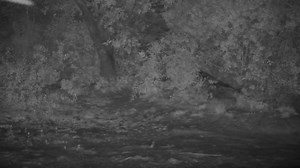 Small Rodent | WildEarth Cam