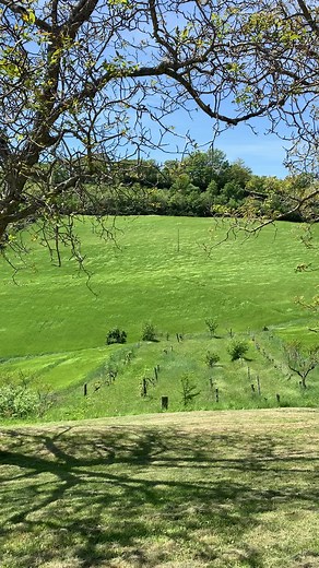 Serene Rural Landscape: A Springtime Field View
