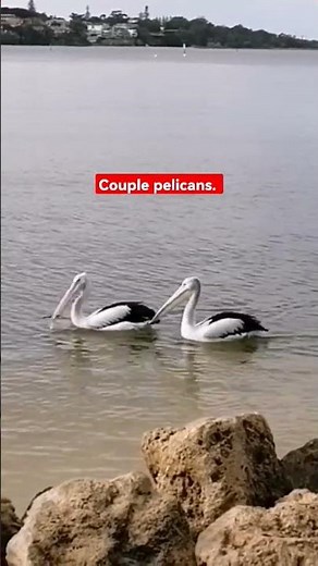 Couple pelicans 🦢