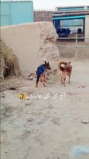 dog sex