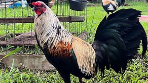 Kalopa Farm in Hawaii No Fowl For ILLEGAL Purposes Video Content In This Farm Just For Breeding, Show and Preservation Purposes #chicken #chickenfarm #breeder | Ayam Philipin
