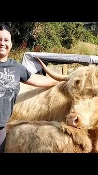 Milking my highland cow