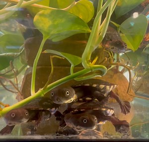 Turtle Conservancy on Reels