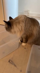 Chill day 😻 | Plork-ផ្លោក