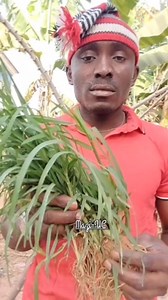 27K views · 253 reactions | Heålth beňefit of Paragis /wire grass (ijite -igbo ) #Maziuc Mazi-UC | Mazi-UC | Facebook
