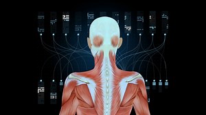 Human Muscular System Female Muscle Model Stock Motion Graphics SBV-317286411 - Storyblocks