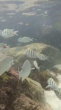 Underwater World at Haulover Beach — Miami’s Magic Below the Surface!