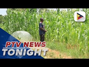 Nigerian ginger root farmers struggling