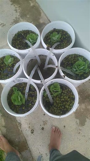 Natural Biological Swimming Pool Filter 24 hours test | Bilda Boyz Construction Services Ltd.