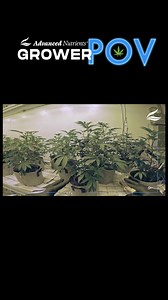 Are you ready to take your cannabis cultivation skills to the next level? Our Master Grower is here to share some expert tips on pruning your plants before the bloom stage. Pruning strategically creates a well-structured canopy, allowing every bud site to soak up essential light and nutrients. Watch your plants thrive as they bask in the spotlight, producing robust growth and massive yields. Join us as we unveil these transformative pruning techniques, and tag your grower friends who need these 