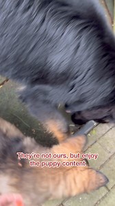 German Shepherd mischief | mud baths | Strider The German Shepherd