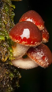 Welcome to fungi town! 🍄🏡 📗Join stellar nature photographer, Meghan Lindsay for some fascinating fungi facts! Check out Meghan’s spore-tacular work: https://acf.to/3SRoSLx - #fungi #naturephotography #naturelover | Australian Conservation Foundation