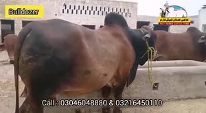 *Haji Adnan Cattle Farm* 🔥 *Bulldozer*🔥 *Gujrawalo Da Shouq* Contact No : 03046048880 & 03216450110 Address :Kotli Nagra Haveli Tower Wali, Gujranwala, Pakistan | Pakistan Qurbani Mohabbat