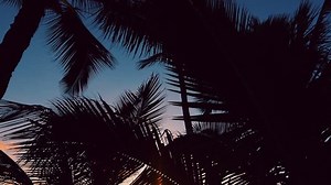 Hammock Palm Trees Sunset Silhouette Hammock: стоковое видео (без лицензионных платежей), 11708384 | Shutterstock