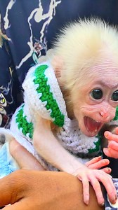 4.9K views · 74 reactions | Baby Monkey Lucy’s Grooming Transformation Shows Trust Reborn Through Gentle Care  #Monkeyvideos #BabyMonkeyLucy #AnimalRescue | Monkey TV168 | Facebook