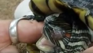 Turtle Swollen Eyes and Vitamin A Deficiencies - All Turtles