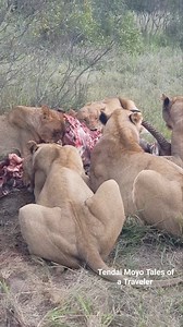 lion pride feasting | Abril Carey