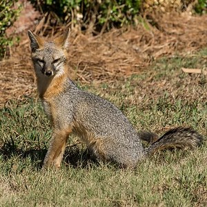 Laws for Hunting Fox in California - The Predator Hunter