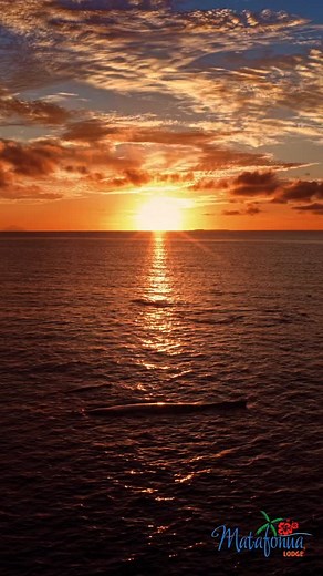 #matafonua #sandybeach #tonga #haapai #swimwithwhales #southpacific | Matafonua & Sandy Beach Resorts Tonga