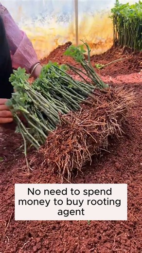 Rooting stimulator for plants #gardening #gardentools #gardeningtools #tool #tools #gardeningmakemehappy #handtools #cooltools #satisfying #gardeners #gardeninspiration #gardening #trees #tree #treesofinstagram #treestreestrees #treestagram #gardeningtips | Gardening Lover