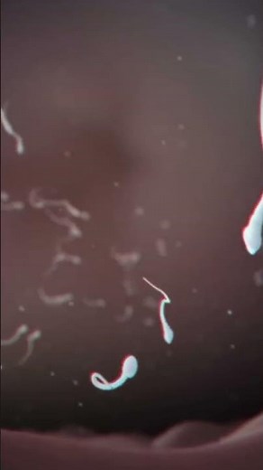 Male Genital System Overview