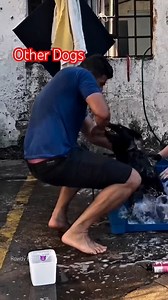 Rottweiler Beast Awakens | Unlisted 😱 #RottweilerRage #ExtremeAggression #UnlistedClip #fblifestyle #DangerWarning | Max & Bella