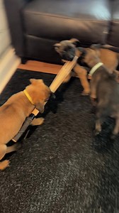 Little rats found the chatter stick 😂 | Belgian Malinois Kennel "Chien Policier"