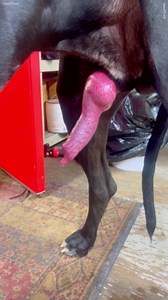 Searching for my dream dog cock