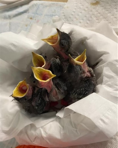 Wondering why our social media has had less posts recently? We've taken in hundreds of orphans from across the state and keeping everyone fed and happy takes 12 hours daily and all available hands. In this video are five of our eastern bluebird patients. This group was orphaned after their mom was killed by a cat. Eastern bluebird adults have a brilliant blue over their head and wings, red breast, and white belly. Their call sounds like "chir we" and these birds will typically be alone or paired