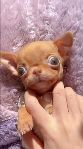 Chihuahua Compilation pet dogsoftiktok chihuahuastiktok usa_tiktok fun #Shorts #fashion #dailyvlog