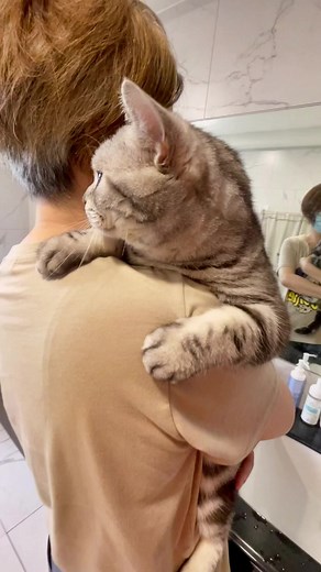 Bathing a Striped Domestic Cat in a Bathtub