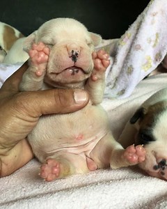 Cutest Baby Potato 󾌧󾌡 #bulbasaur #frenchbulldog | jmarcoz