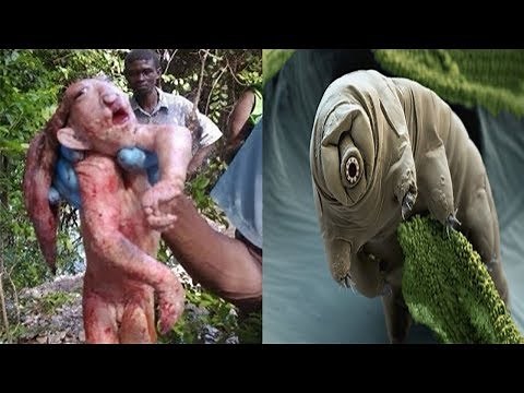 10 ANIMAUX ÉTRANGES QUI EXISTENT VRAIMENT !