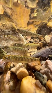On the edge of @fortresslakefishing we found some stranded brook trout fry who were stuck in a small pool, we dug out a trench for theme to travel back and forth to the larger lake. Hopefully they grow to be as big as their parents. #fishing #flyfishingvideos #flyfishing #explorebc | Faceless Fly Fishing Media