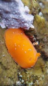 133K views · 34K reactions | Have you seen the Pokémon of the sea?! 朗...