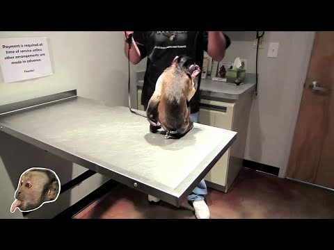 MONKEY NEUTERED and CANINES REMOVED