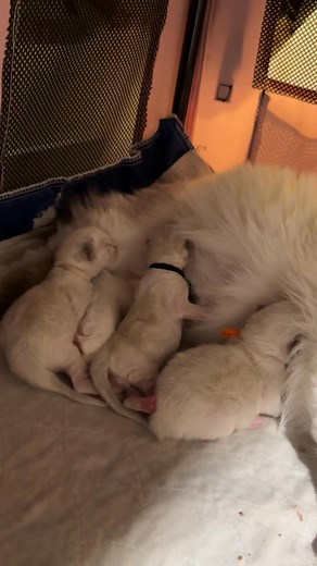 It never gets old. #ragdollkittens #RaisingKids#breederlife#ragdollbreeder #MasterpieceRagdolls | Masterpiece Ragdolls