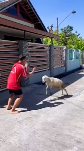 Learn how to deceive goats from attacking in this fun way! | Rush Brush